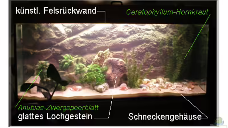 Aquarium Hauptansicht von Becken 108 Aquarium Hauptansicht von Becken 108