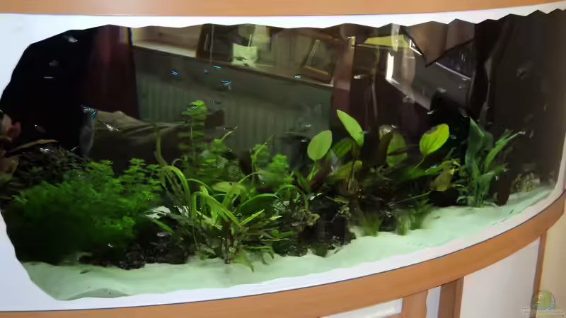 Aquarium Hauptansicht von Becken 10818 Aquarium Hauptansicht von Becken 10818