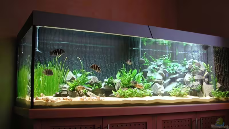 Aquarium Hauptansicht von Becken 1084 Aquarium Hauptansicht von Becken 1084