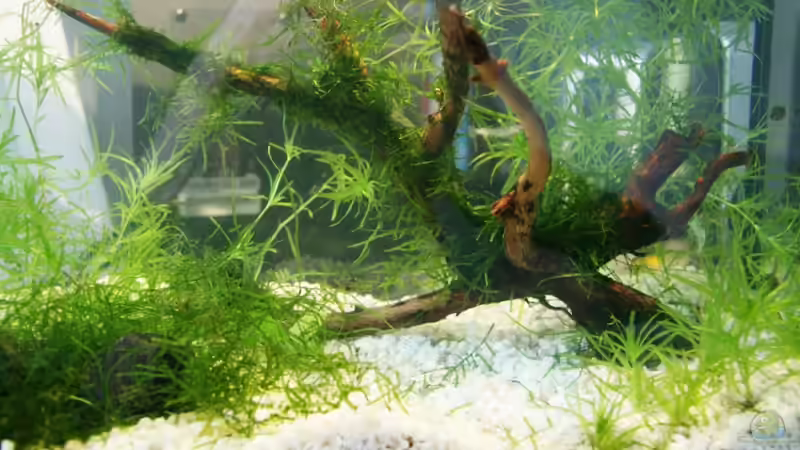 Aquarium Hauptansicht von Becken 10862 Aquarium Hauptansicht von Becken 10862