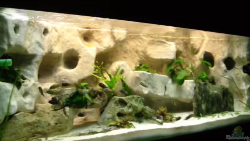 Aquarium Hauptansicht von Becken 10874 Aquarium Hauptansicht von Becken 10874