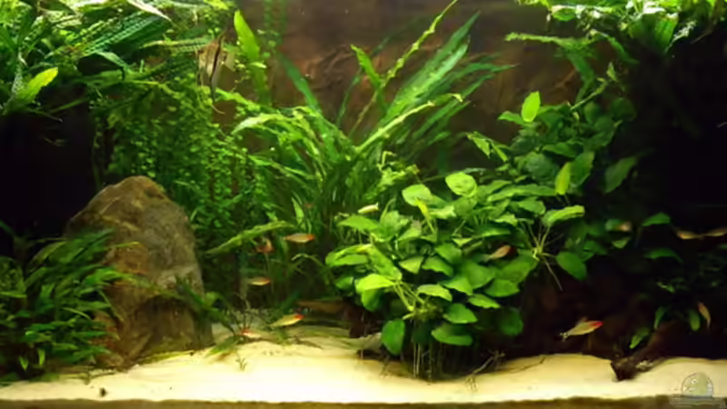 Aquarium Hauptansicht von Becken 10902 nur noch als Beispiel Aquarium Hauptansicht von Becken 10902 nur noch als Beispiel