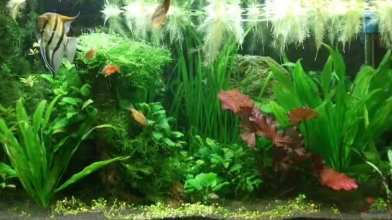 Aquarium Hauptansicht von Becken 10904 Aquarium Hauptansicht von Becken 10904