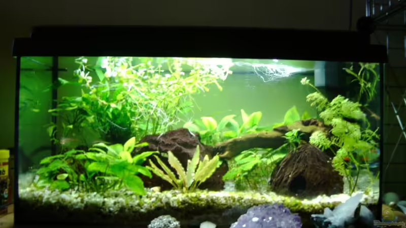 Aquarium Hauptansicht von Becken 10949 Aquarium Hauptansicht von Becken 10949