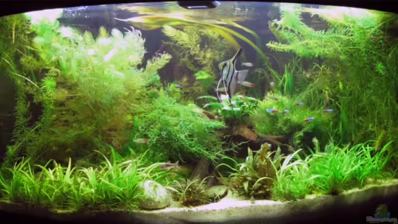 Aquarium Hauptansicht von Becken 10950 Aquarium Hauptansicht von Becken 10950