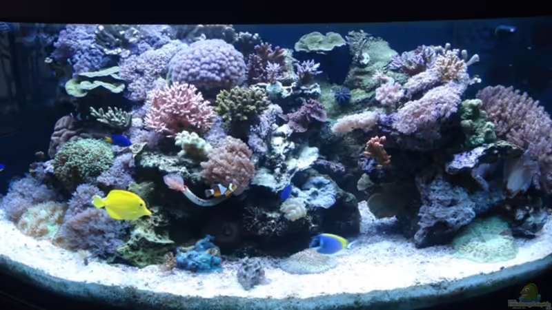 Aquarium Hauptansicht von Becken 10953 Aquarium Hauptansicht von Becken 10953