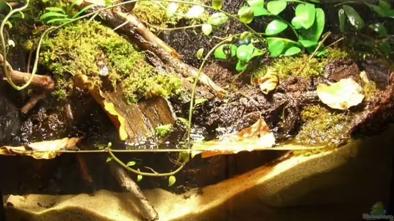 Aquarium Hauptansicht von Becken 10963 Aquarium Hauptansicht von Becken 10963