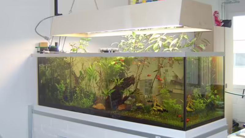 Aquarium Hauptansicht von Becken 10965 Aquarium Hauptansicht von Becken 10965