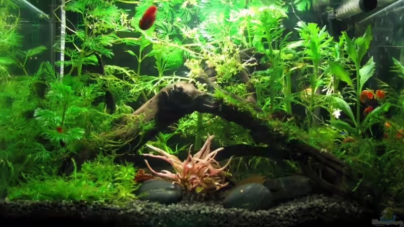 Aquarium Hauptansicht von Becken 10988 Aquarium Hauptansicht von Becken 10988