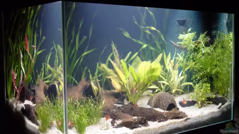 Aquarium Hauptansicht von Becken 11006 Aquarium Hauptansicht von Becken 11006