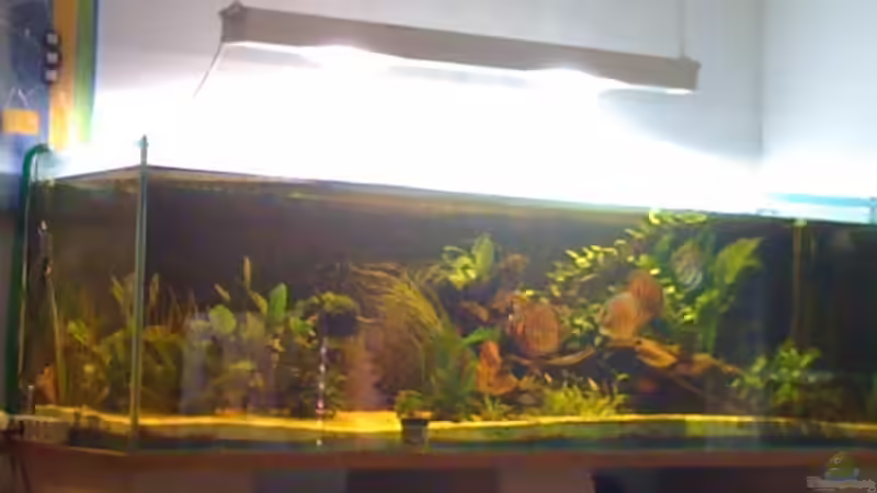 Aquarium Hauptansicht von Becken 11026 Aquarium Hauptansicht von Becken 11026