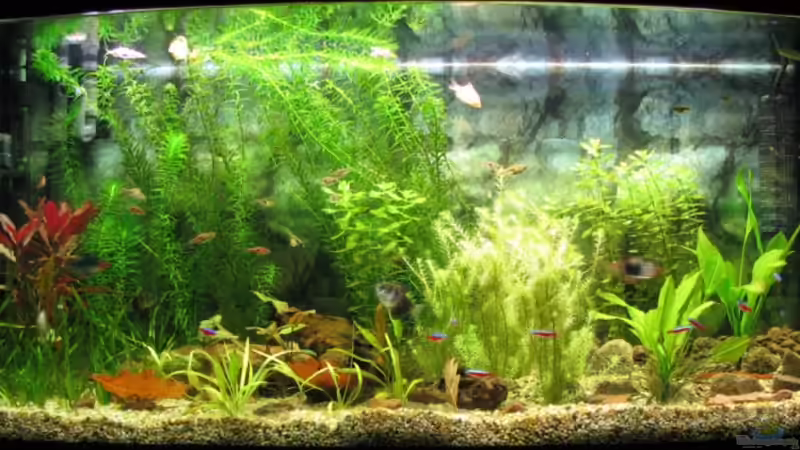 Aquarium Hauptansicht von Becken 11030 Aquarium Hauptansicht von Becken 11030