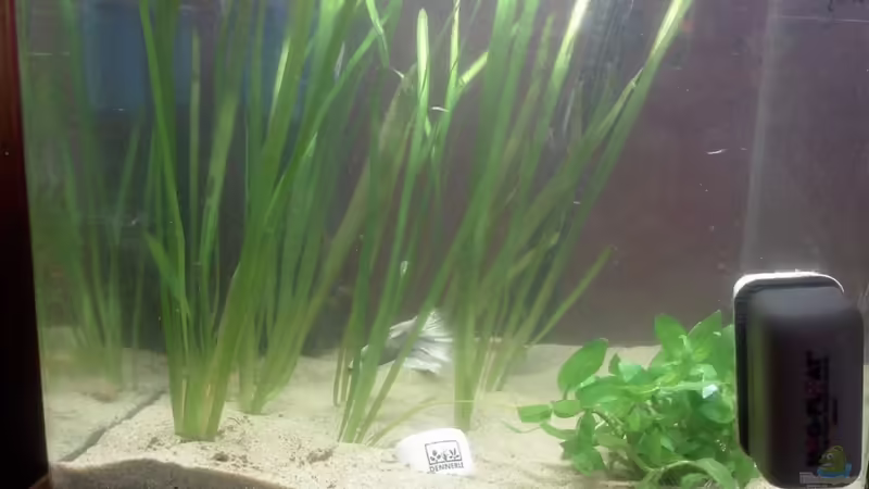 Aquarium Hauptansicht von Becken 11050 Aquarium Hauptansicht von Becken 11050