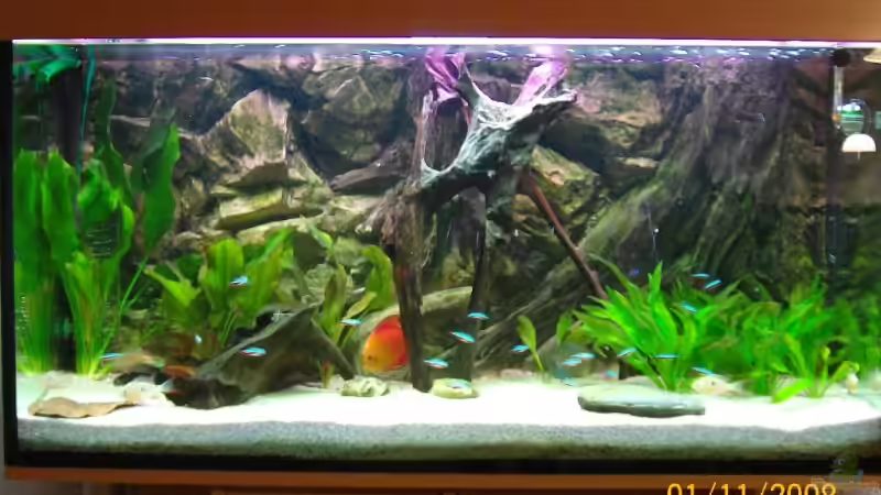 Aquarium Hauptansicht von Becken 11067 Aquarium Hauptansicht von Becken 11067