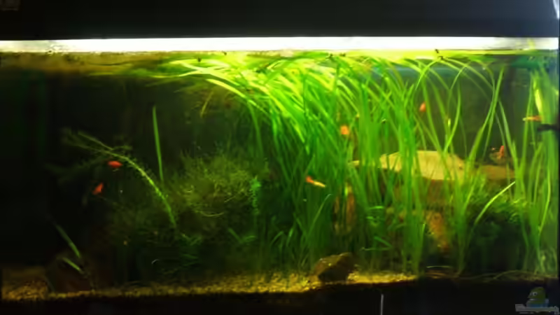 Aquarium Hauptansicht von Becken 11081 Aquarium Hauptansicht von Becken 11081