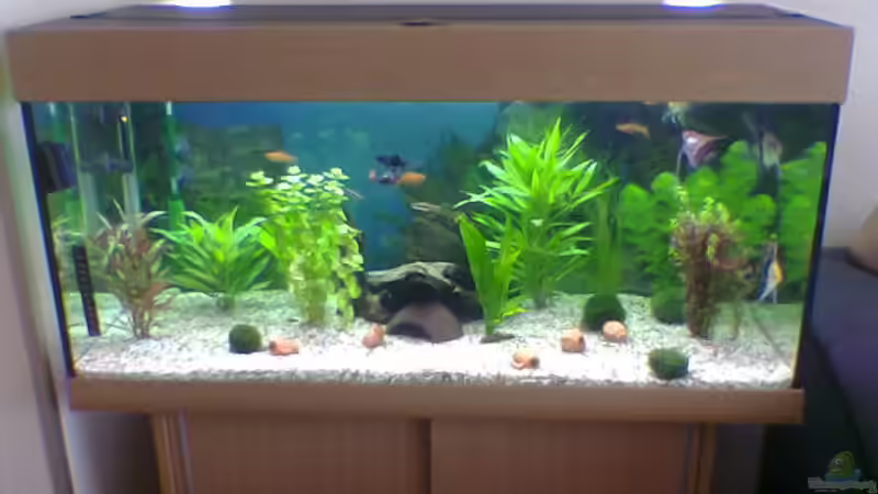 Aquarium Hauptansicht von Becken 11096 Aquarium Hauptansicht von Becken 11096