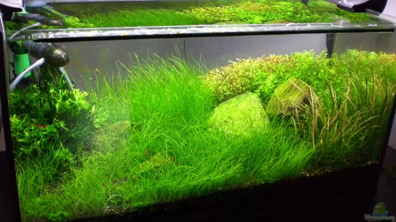 Aquarium Hauptansicht von Becken 11113 Aquarium Hauptansicht von Becken 11113