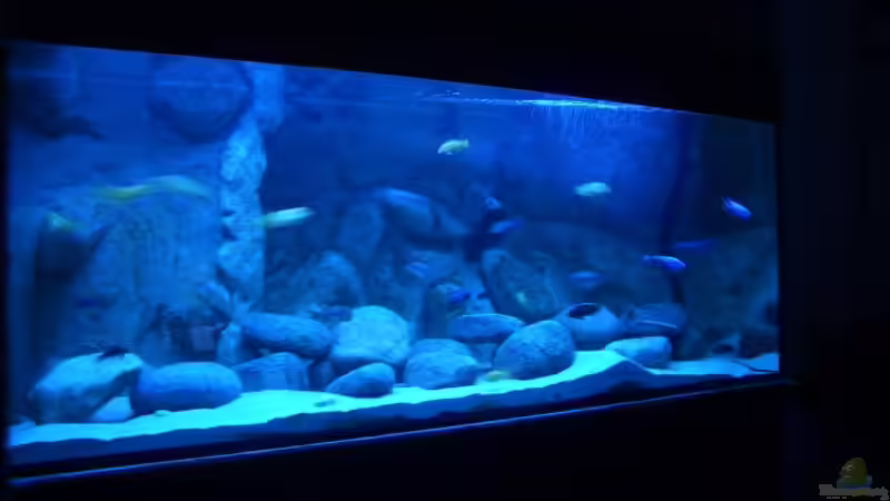 Aquarium Hauptansicht von Becken 11118 Aquarium Hauptansicht von Becken 11118