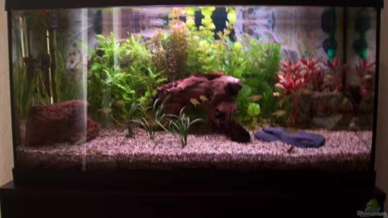 Aquarium Hauptansicht von Becken 11121 Aquarium Hauptansicht von Becken 11121