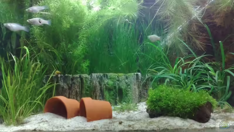 Aquarium Hauptansicht von Becken 11126 Aquarium Hauptansicht von Becken 11126