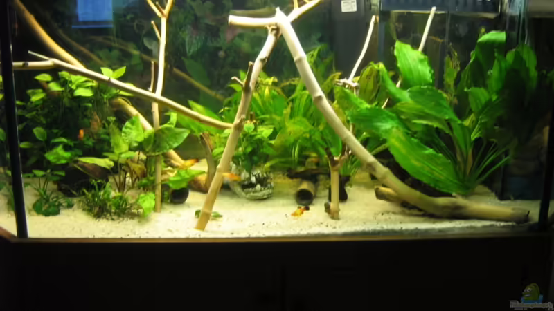 Aquarium Hauptansicht von Becken 11130 Aquarium Hauptansicht von Becken 11130