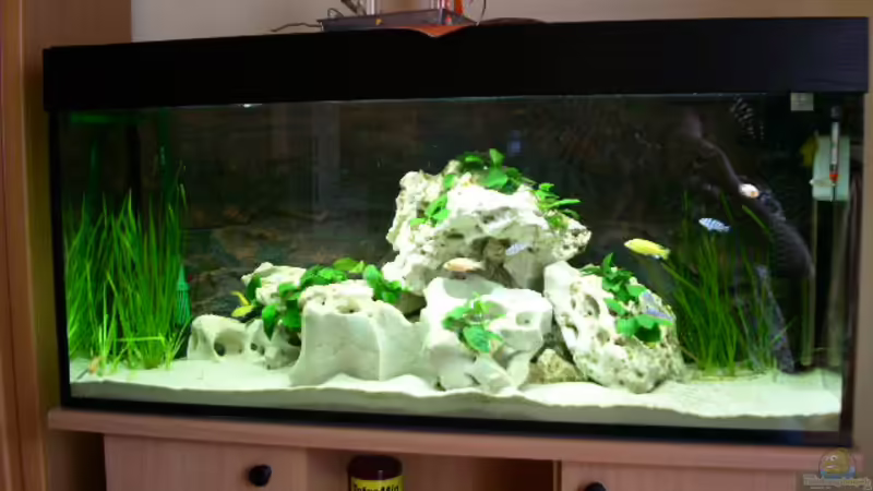 Aquarium Hauptansicht von Becken 1115 Aquarium Hauptansicht von Becken 1115