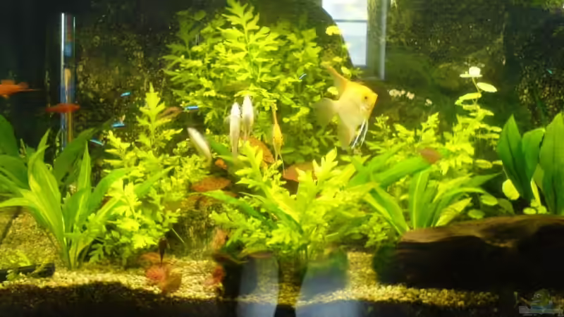 Aquarium Hauptansicht von Becken 11168 Aquarium Hauptansicht von Becken 11168