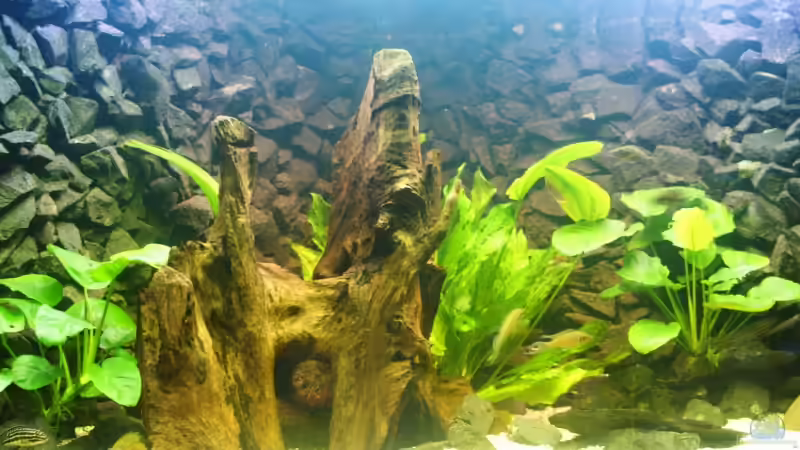 Aquarium Hauptansicht von Becken 11170 Aquarium Hauptansicht von Becken 11170