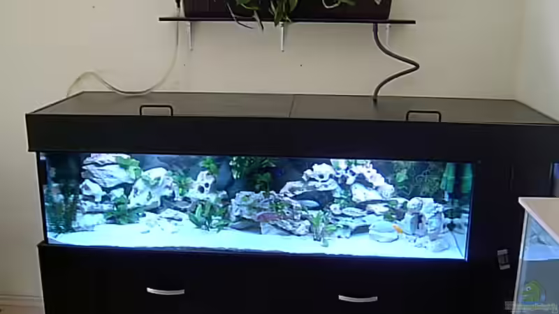 Aquarium Hauptansicht von Becken 1120 Aquarium Hauptansicht von Becken 1120