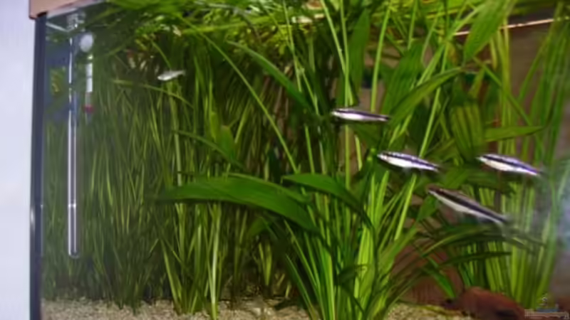 Aquarium Hauptansicht von Becken 1122 Aquarium Hauptansicht von Becken 1122