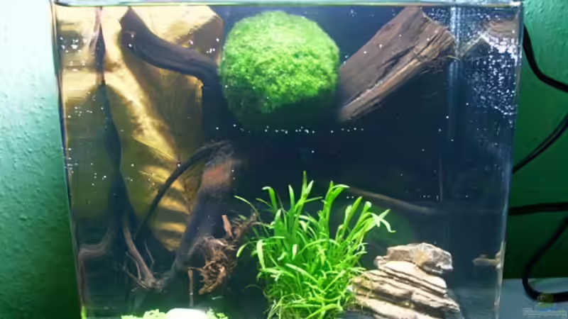 Aquarium Hauptansicht von Becken 11224 Aquarium Hauptansicht von Becken 11224