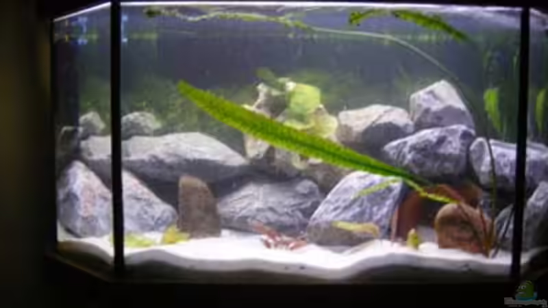 Aquarium Hauptansicht von Becken 11234 Aquarium Hauptansicht von Becken 11234