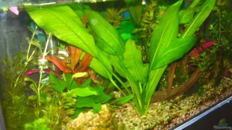 Aquarium Hauptansicht von Becken 11244 Aquarium Hauptansicht von Becken 11244