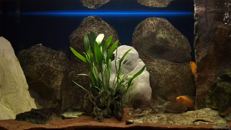 Aquarium Hauptansicht von Becken 11282 Aquarium Hauptansicht von Becken 11282