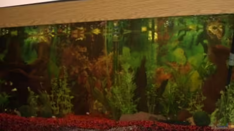 Aquarium Hauptansicht von Becken 11286 Aquarium Hauptansicht von Becken 11286