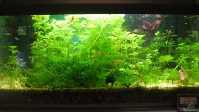 Aquarium Hauptansicht von Becken 11295 Aquarium Hauptansicht von Becken 11295