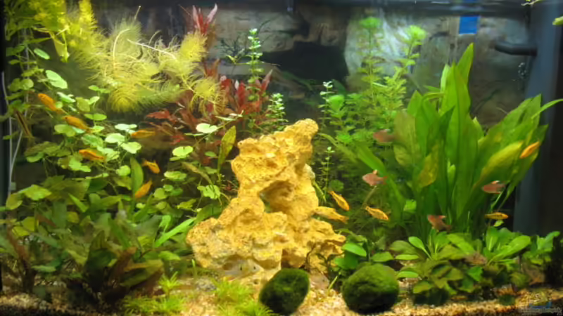 Aquarium Hauptansicht von Becken 11306 Aquarium Hauptansicht von Becken 11306