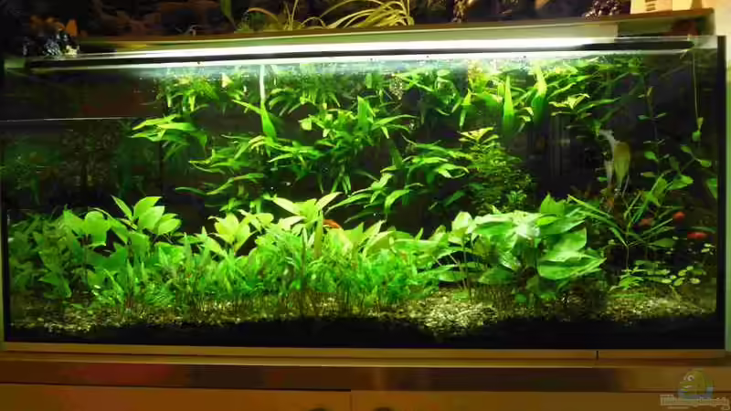 Aquarium Hauptansicht von Becken 11313 Aquarium Hauptansicht von Becken 11313