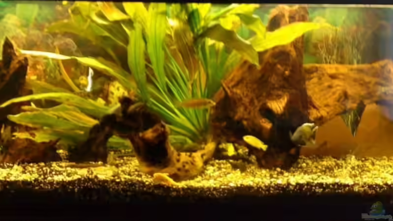 Aquarium Hauptansicht von Becken 11378 Aquarium Hauptansicht von Becken 11378