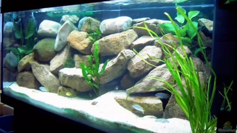 Aquarium Hauptansicht von Becken 1143 Aquarium Hauptansicht von Becken 1143