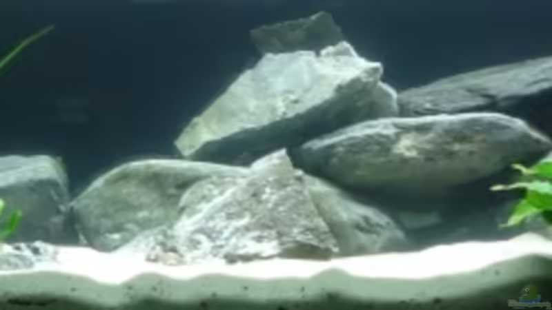 Aquarium Hauptansicht von Becken 11440 Aquarium Hauptansicht von Becken 11440