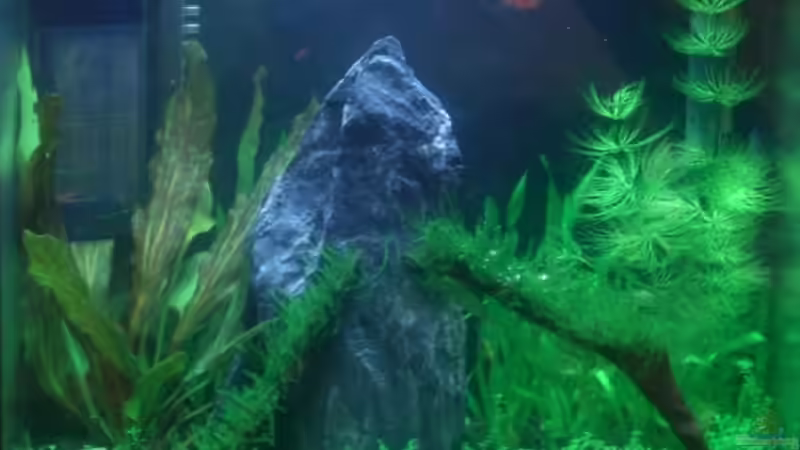 Aquarium Hauptansicht von Becken 11461 Aquarium Hauptansicht von Becken 11461