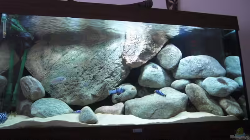 Aquarium Hauptansicht von Becken 11465 Aquarium Hauptansicht von Becken 11465