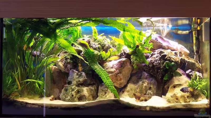 Aquarium Hauptansicht von Becken 1148 Aquarium Hauptansicht von Becken 1148