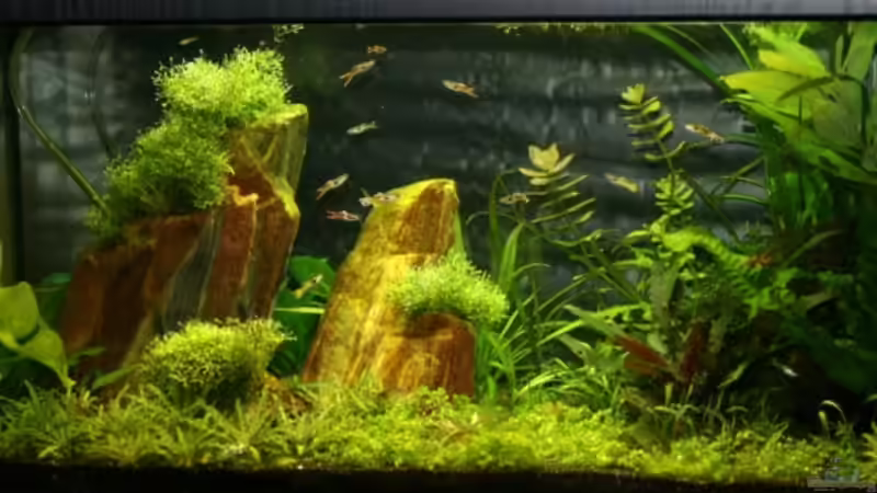 Aquarium Hauptansicht von Becken 11514 Aquarium Hauptansicht von Becken 11514