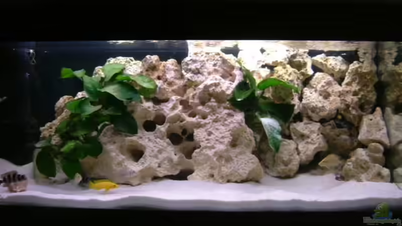 Aquarium Hauptansicht von Becken 11517 Aquarium Hauptansicht von Becken 11517