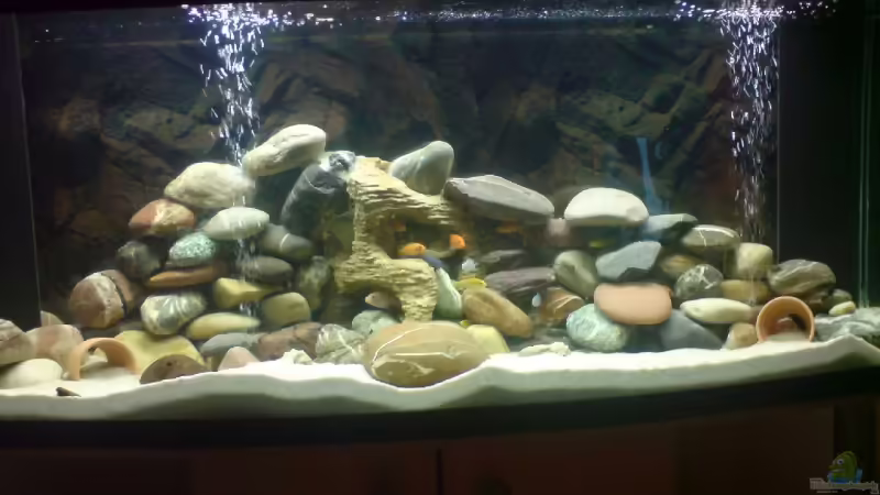 Aquarium Hauptansicht von Becken 11519 Aquarium Hauptansicht von Becken 11519