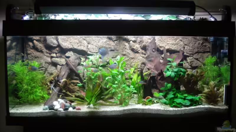 Aquarium Hauptansicht von Becken 11557 Aquarium Hauptansicht von Becken 11557