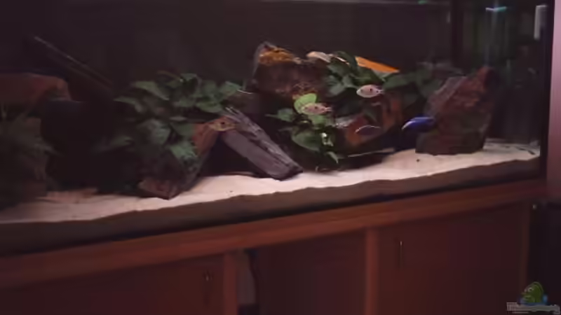 Aquarium Hauptansicht von Becken 1156 Aquarium Hauptansicht von Becken 1156