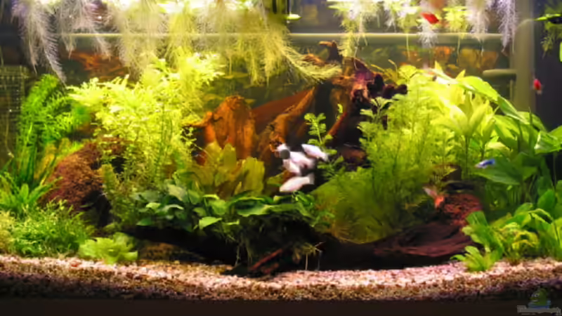 Aquarium Hauptansicht von Becken 1158 Aquarium Hauptansicht von Becken 1158